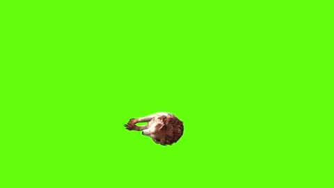 Wolf KT 4 down loop green screen animation 3D rendering Stock Footage 296272242
