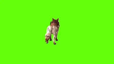 Wolf KT 4 down out  green screen animation 3D rendering Stock Footage 296272253