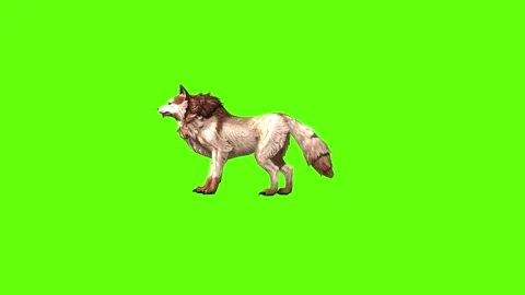 Wolf KT 4 down out  green screen animation 3D rendering Stock Footage 296272257