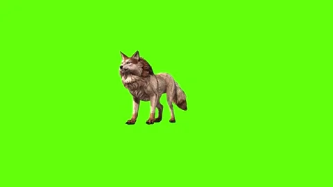 Wolf KT 4 down out green screen animation 3D rendering Stock Footage 296272259