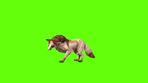 Wolf KT 4 ear scratching green screen animation 3D rendering Stock Footage 296272124