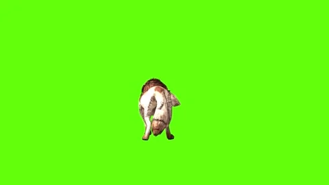 Wolf KT 4 ear scratching green screen animation 3D rendering Stock Footage 296272129