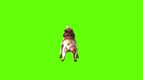 Wolf KT 4 howl  green screen animation 3D rendering Stock Footage 296272123
