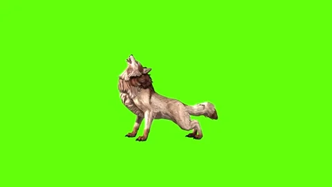Wolf KT 4 howl  green screen animation 3D rendering Stockbeeldmateriaal 296272130