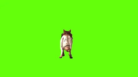Wolf KT 4 idle breath  green screen animation 3D rendering Video stock 296272114