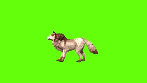 Wolf KT 4 idle breath  green screen animation 3D rendering Stock Footage 296272133