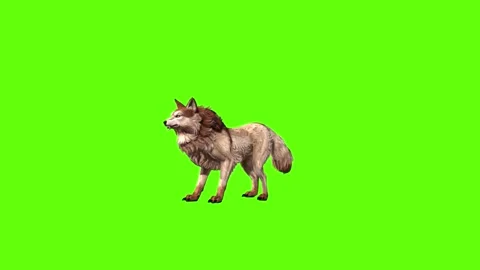 Wolf KT 4 idle stand  green screen animation 3D rendering Video stock 296272079