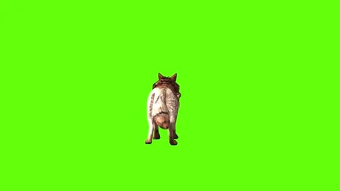 Wolf KT 4 idle stand  green screen animation 3D rendering Stockbeeldmateriaal 296272080