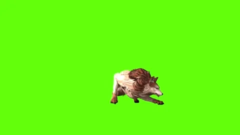 Wolf KT 4 jump around green screen animation 3D rendering Video stock 296272086