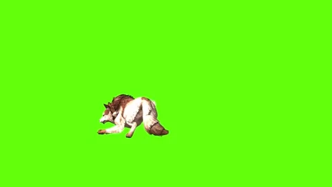 Wolf KT 4 jump around green screen animation 3D rendering Stock Footage 296272096