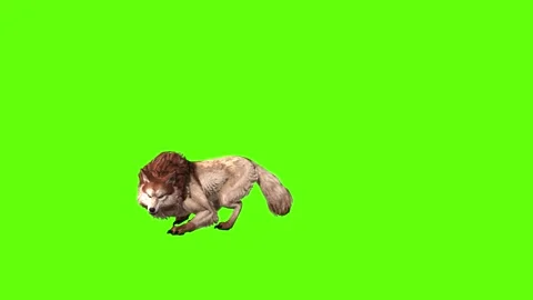 Wolf KT 4 jump around green screen animation 3D rendering Stockbeeldmateriaal 296272098