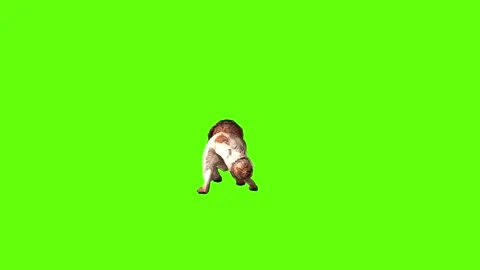 Wolf KT 4 jump attack green screen animation 3D rendering Stock Footage 296271977