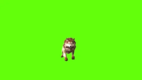 Wolf KT 4 jump back forward green screen animation 3D rendering Stock Footage 296271971