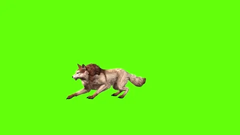 Wolf KT 4 jump back forward green screen animation 3D rendering Stock Footage 296271991