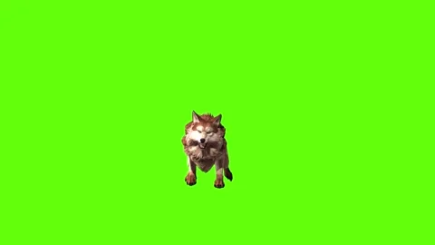 Wolf KT 4 roar  green screen animation 3D rendering Video stock 296271953