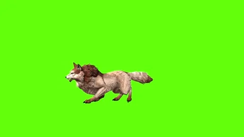 Wolf KT 4 roar  green screen animation 3D rendering Stock Footage 296271954