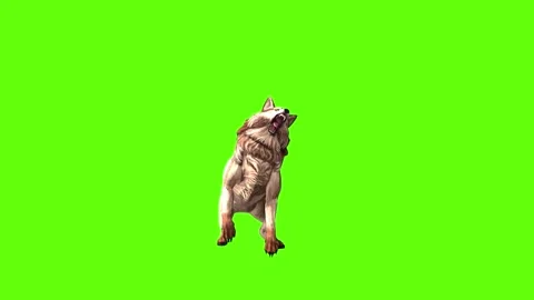Wolf KT attack green screen animation 3D rendering Stock Footage 284897405