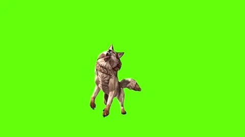 Wolf KT attack green screen animation 3D rendering Stock Footage 284897489
