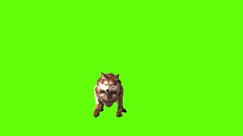 Wolf KT bark green screen animation 3D rendering Stock Footage 284897442