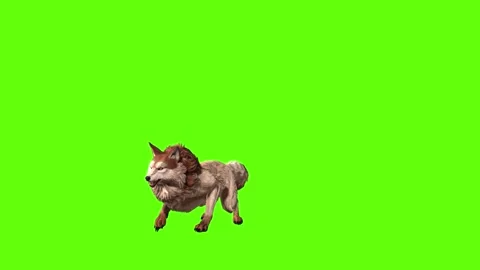 Wolf KT bark  green screen animation 3D rendering Stock Footage 284897528