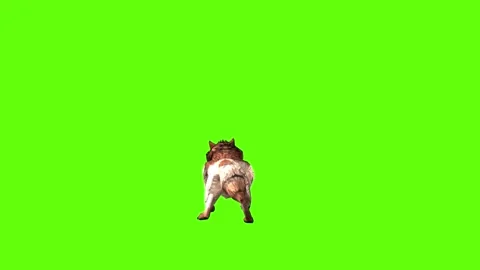 Wolf KT bark  green screen animation 3D rendering Stock Footage 284897579