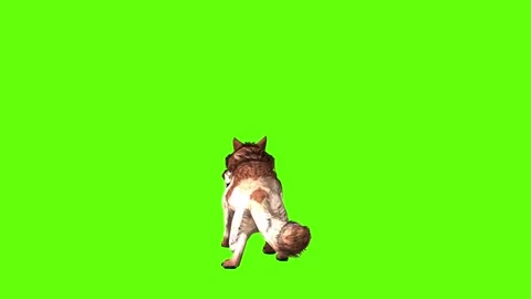 Wolf KT death green screen animation 3D rendering Stock Footage 284897599