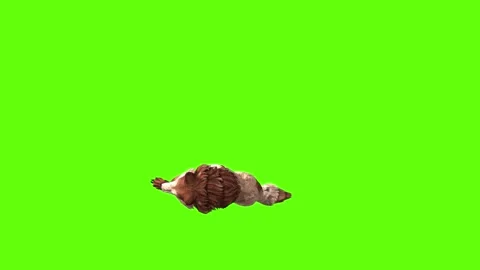 Wolf KT down in green screen animation 3D rendering Stock Footage 284897297