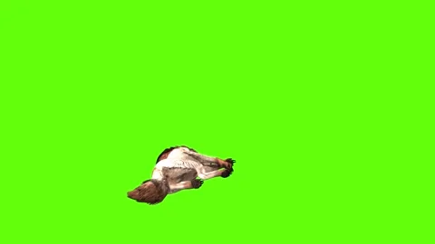 Wolf KT down in  green screen animation 3D rendering Stock Footage 284897865