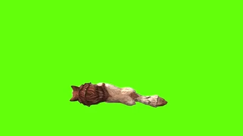 Wolf KT down in green screen animation 3D rendering Stock Footage 284897894