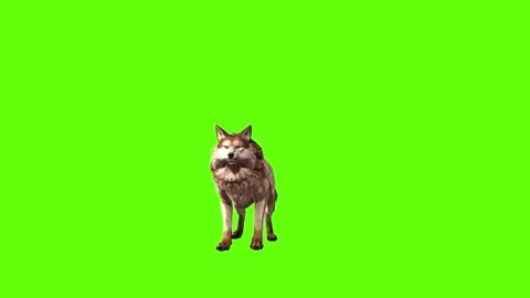 Wolf KT down up green screen animation 3D rendering Stock Footage 284897903