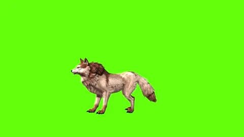 Wolf KT down up green screen animation 3D rendering Stock Footage 284897959