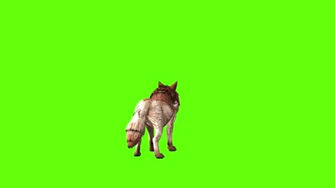 Wolf KT down up green screen animation 3D rendering Stock Footage 284897969