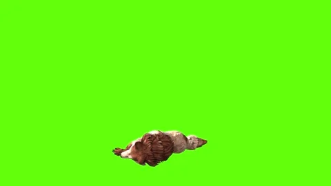 Wolf KT down loop green screen animation 3D rendering Stock Footage 284897857