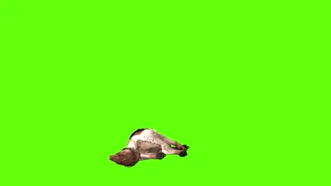 Wolf KT down loop green screen animation 3D rendering Stock Footage 284897868