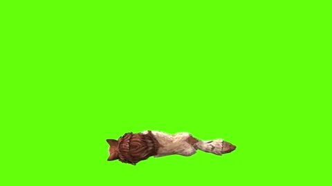 Wolf KT down loop green screen animation 3D rendering Stock Footage 284897879