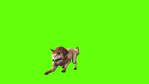 Wolf KT  firing back forward green screen animation 3D rendering Stock Footage 284896855