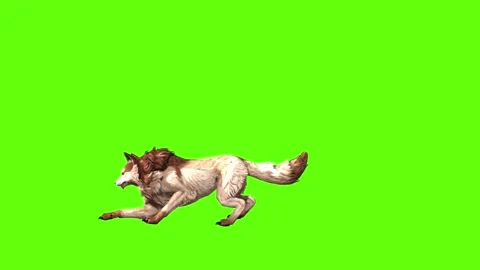 Wolf KT  firing back forward green screen animation 3D rendering Stock Footage 284896960