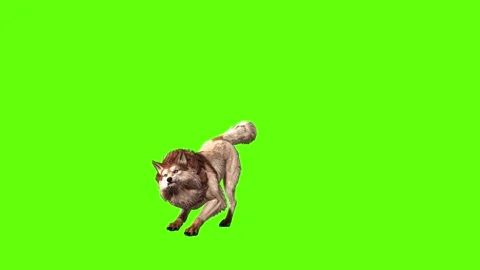 Wolf KT  firing  green screen animation 3D rendering Stock Footage 284896825
