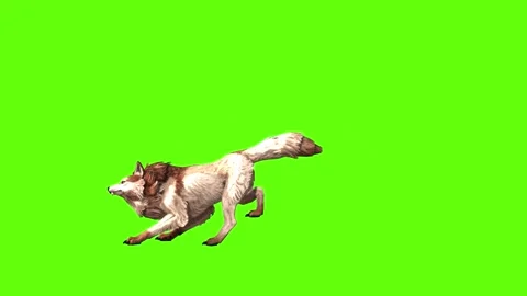 Wolf KT  firing green screen animation 3D rendering Stock Footage 284896847