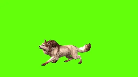 Wolf KT  firing head move green screen animation 3D rendering Stock Footage 284896942