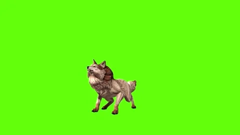 Wolf KT howl  green screen animation 3D rendering Stock Footage 284898270