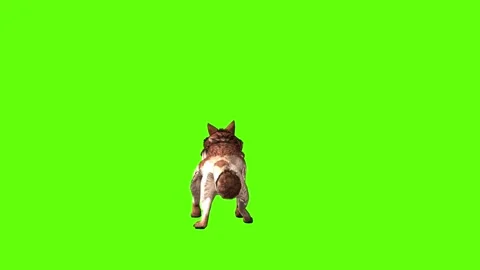 Wolf KT howl green screen animation 3D rendering Stock Footage 284898272