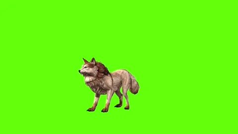 Wolf KT  idle green screen animation 3D rendering Stock Footage 284896974