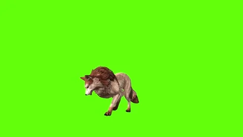 Wolf KT  idle scratching ear green screen animation 3D rendering Stock Footage 284897069