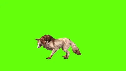 Wolf KT  idle scratching ear green screen animation 3D rendering Stock Footage 284897072