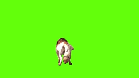 Wolf KT  idle scratching ear green screen animation 3D rendering Stock Footage 284897079