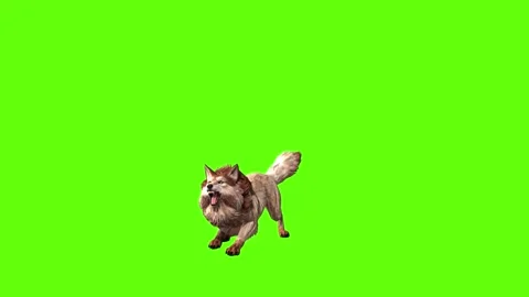 Wolf KT  idle sit  green screen animation 3D rendering Stock Footage 284896901