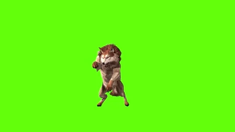 Wolf KT jump attack green screen animation 3D rendering Stock Footage 284898431