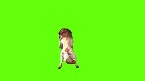 Wolf KT jump attack green screen animation 3D rendering Stock Footage 284898469