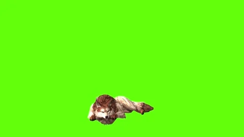 Wolf kT lay down green screen animation 3D rendering Stock Footage 285448971